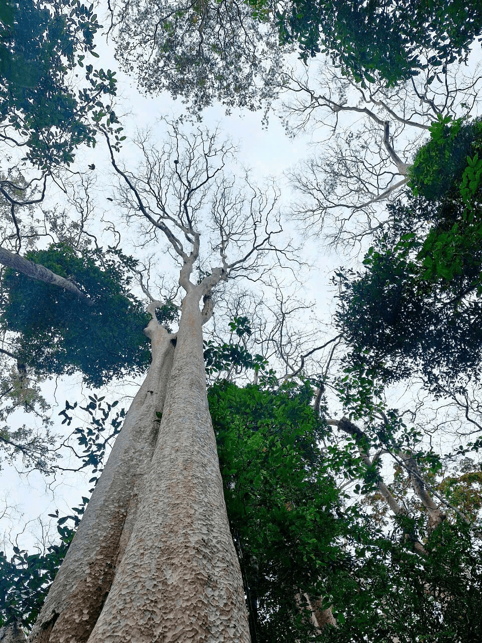 Tư duy hệ thống như gieo hạt trồng rừng 